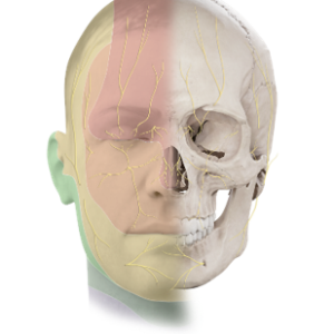 Curso de Perspectiva Neural